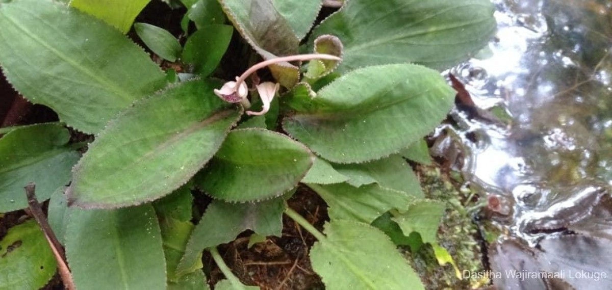 Cryptocoryne thwaitesii Schott